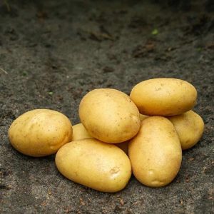 Sava Læggekartofler
